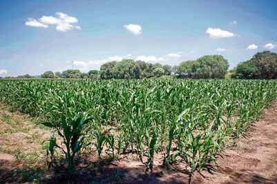 Afecta plaga 12 mil hectáreas de cultivo