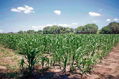 Afecta plaga 12 mil hectáreas de cultivo