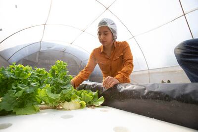 Huerto urbano;cultivan lechugas hidropónicas