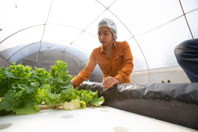 Huerto urbano;cultivan lechugas hidropónicas
