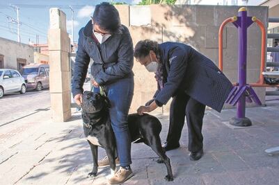 Vacunan a lomitos y michis en Querétaro; la dosis contra la rabia fue gratis