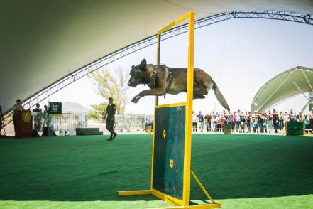 Heroína de cuatro patas y gran olfato se enlista en la Sedena
