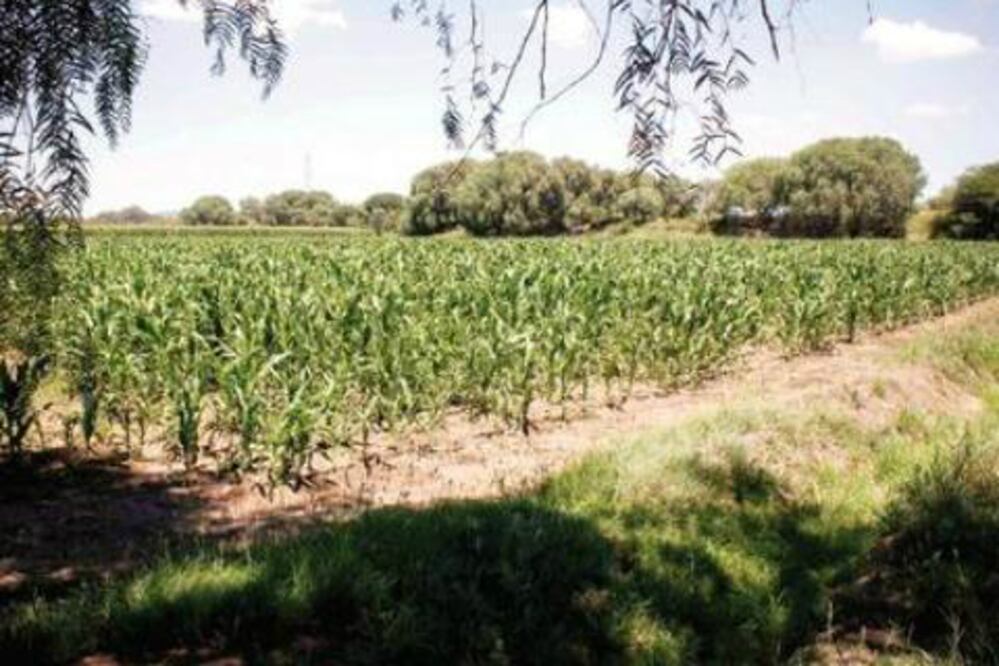 68 mdp para campo en capital