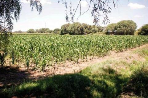 68 mdp para campo en capital