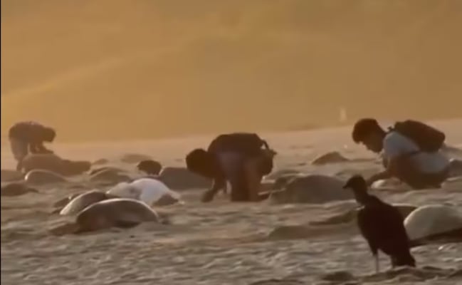VIDEO: Investigan presunto robo de huevos de tortuga en santuario de Oaxaca; sujetos podrían enfrentar de 1 a 9 años de prisión