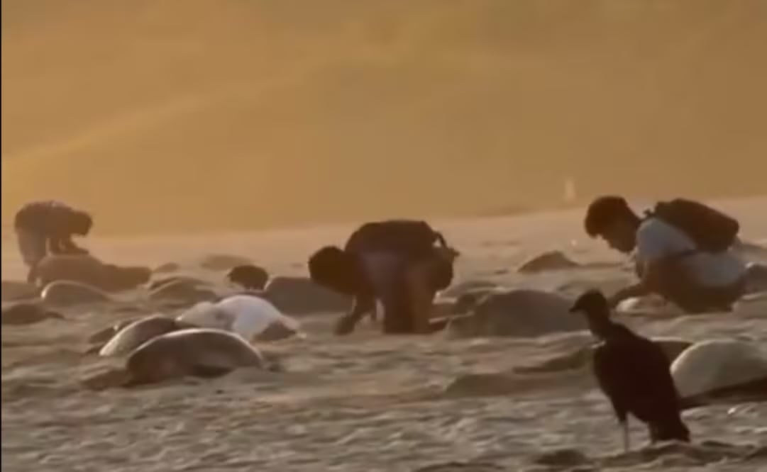 Foto: Captura de pantalla @rioaxaca