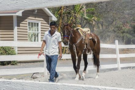 Caballos, una opción para salir de la adicción