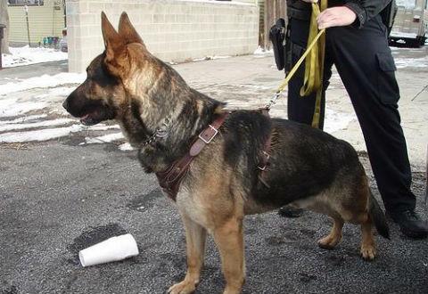 Habrá policía canina en Pedro Escobedo