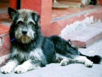 Abandonan perros en comunidades