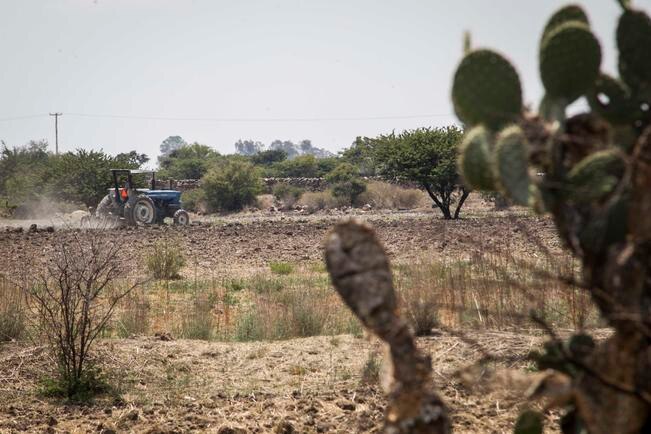 Sequía causa estragos a sector agropecuario