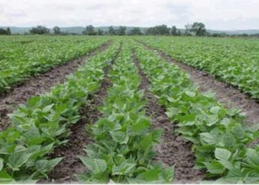 Siembran productores frijol ante pérdidas