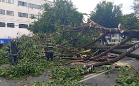 Cae árbol de 20 metros en alcaldía Benito Juárez