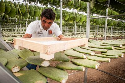 Impulsan cultivo de cochinilla