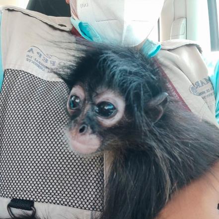 Hallan mono araña en tianguis de Querétaro; fue resguardado por la Profepa 