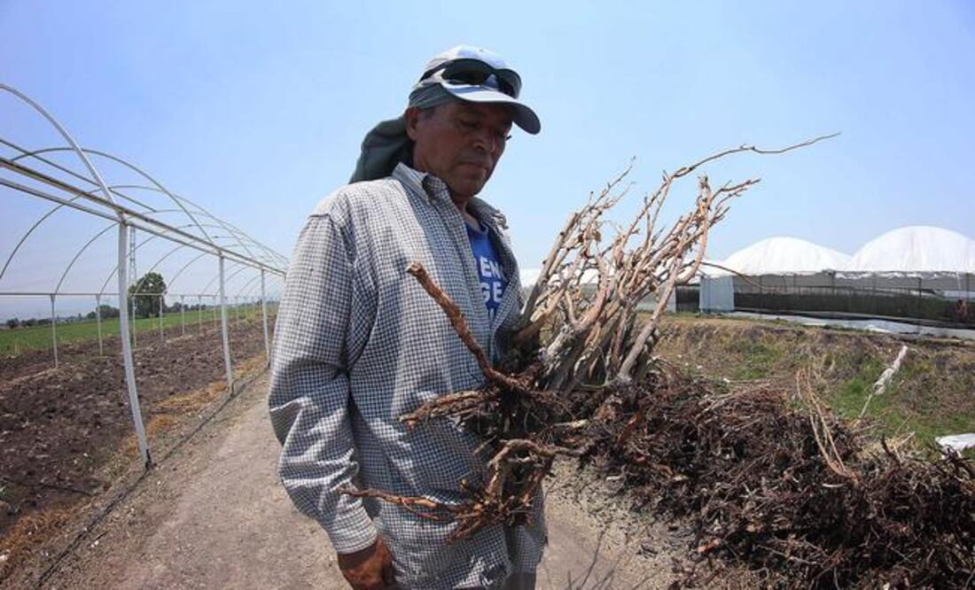 EL UNIVERSAL Querétaro publicó un reportaje sobre Miguel Zúñiga, un productor de rosas cuyos invernaderos fueron afectados por la ordeña de combustible. (LUIS SÁNCHEZ/ EL UNIVERSAL)