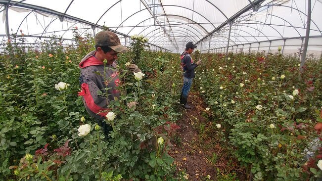Florece mercado de rosas en 10 de mayo