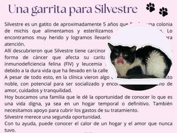 Silvestre, un gatito con carcinoma de células escamosas busca hogar en Querétaro