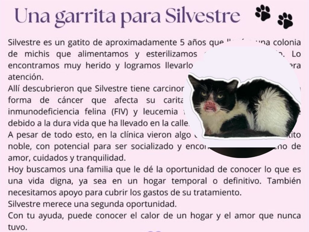 Silvestre, un gatito con carcinoma de células escamosas busca hogar en Querétaro