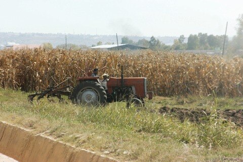 Prevén cierre estable del precio del maíz