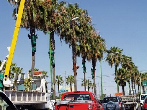 Sustitución de palmeras infectadas