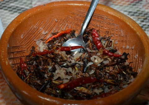 Promueven platillos elaborados con chapulín
