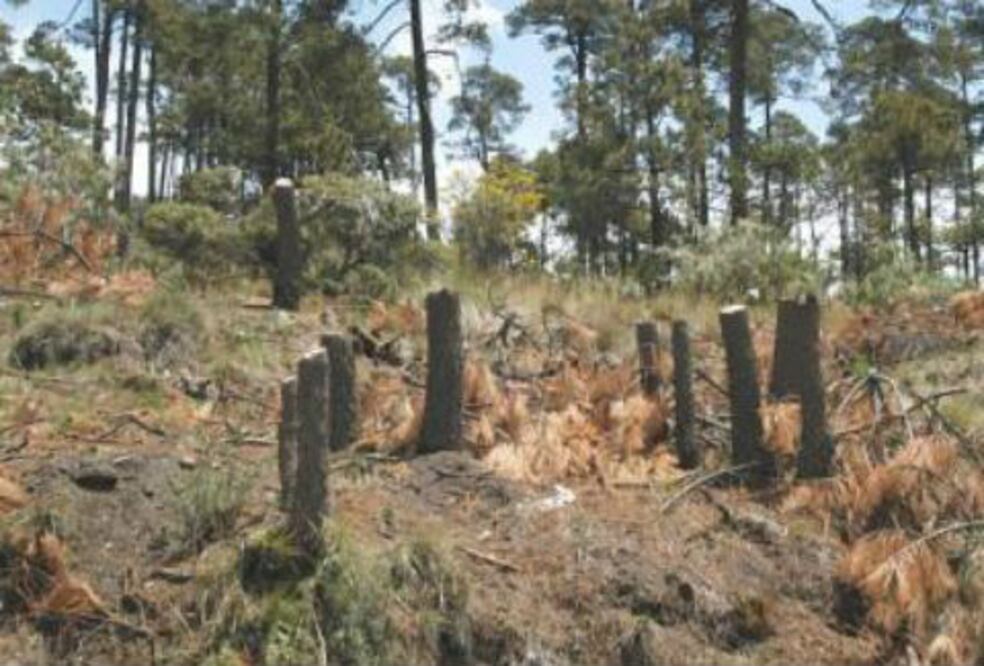 Detienen a personas por tala inmoderada