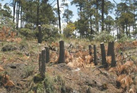 Detienen a personas por tala inmoderada