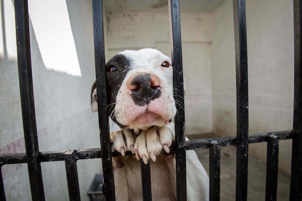 FOTO: ARCHIVO EL UNIVERSAL