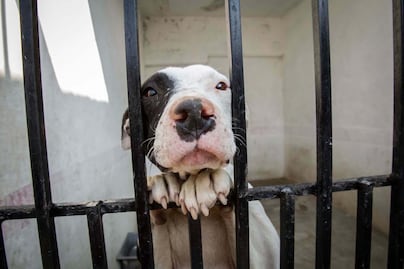 Fiscalía de Querétaro ignora el maltrato animal, denuncian