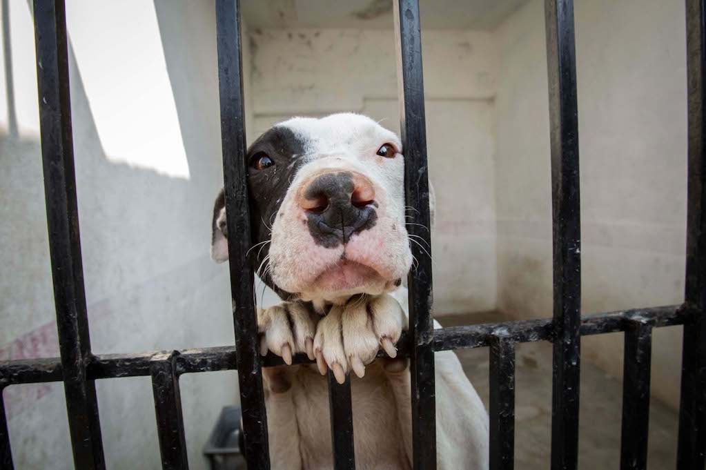 Fiscalía de Querétaro ignora el maltrato animal, denuncian