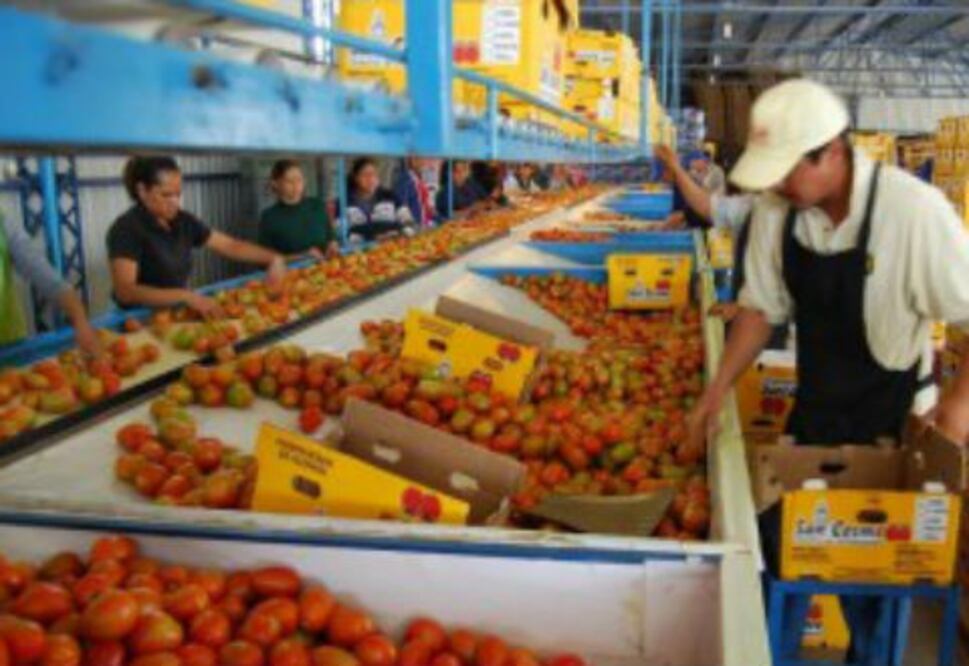 Impulsan certificación de jitomate