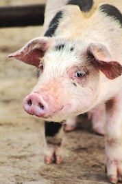 Banco de inseminación porcina