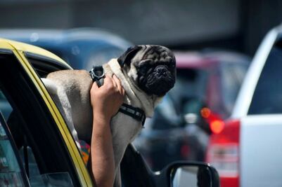 Querétaro contempla un registro de mascotas con microchips