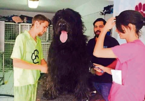 En el subempleo, 40% de veterinarios, dicen