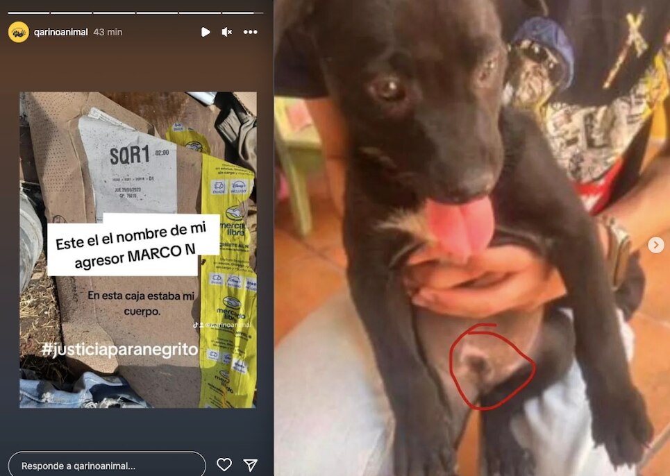 Piden justicia para Negrito; el lomito fue agredido en Querétaro