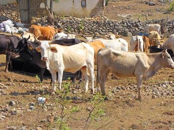 Comienza campaña de vacunación de ganado