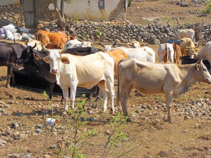 Comienza campaña de vacunación de ganado