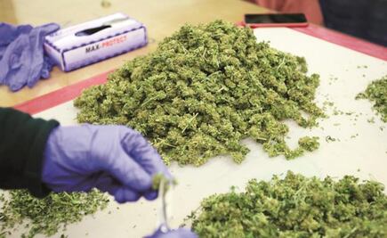 Los primeros productos con cannabis se comercializarán en marzo: Cofepris