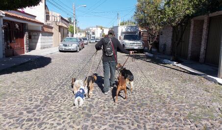 Paseador de perros: líder de la manada