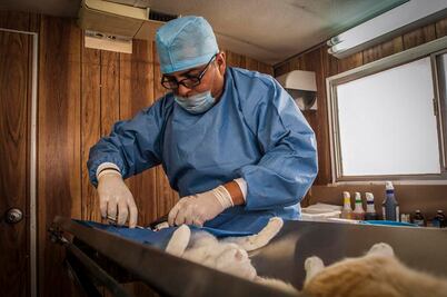 Avanza certificación para veterinarias