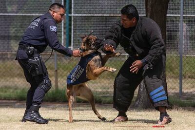 Llegan al Sistema Penitenciario 9 héroes perrunos 