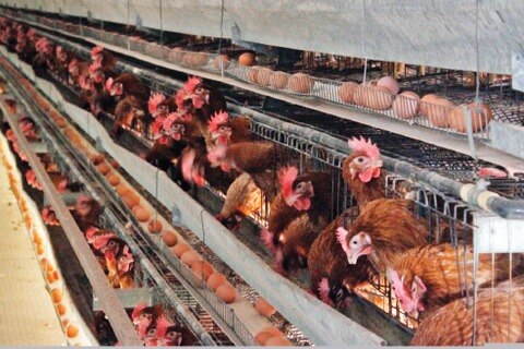 Querétaro, primer productor de pollo