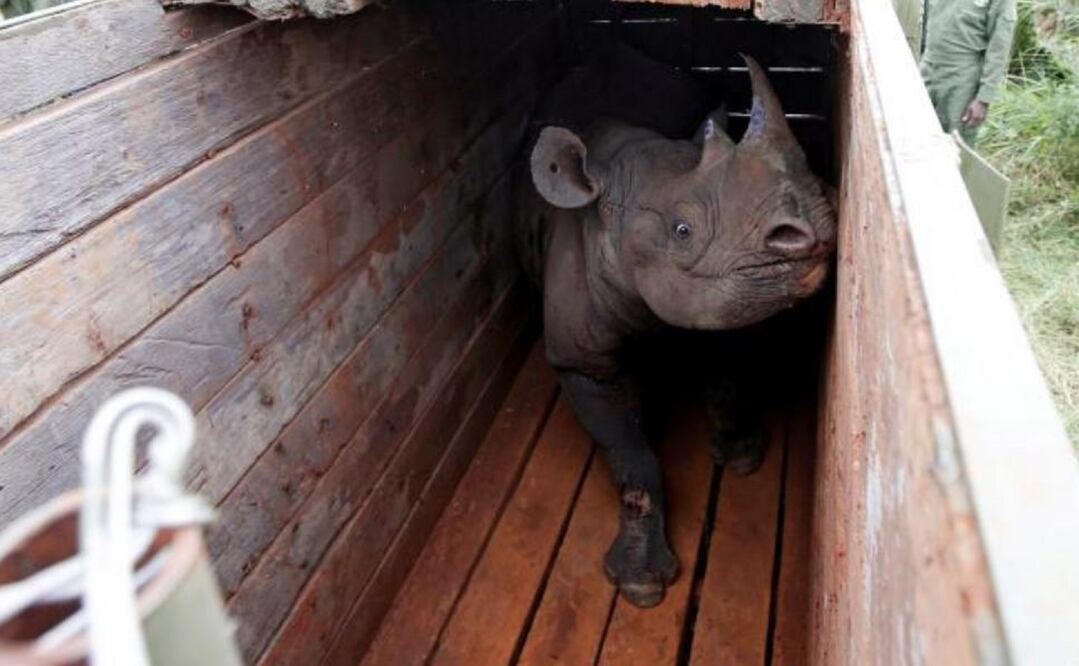 Muere el último macho de rinoceronte negro en fallido traslado a reserva