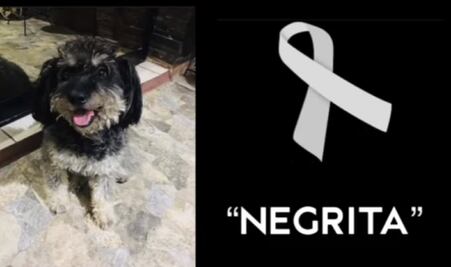 Piden justicia para Negrita, perrita envenenada en Cadereyta