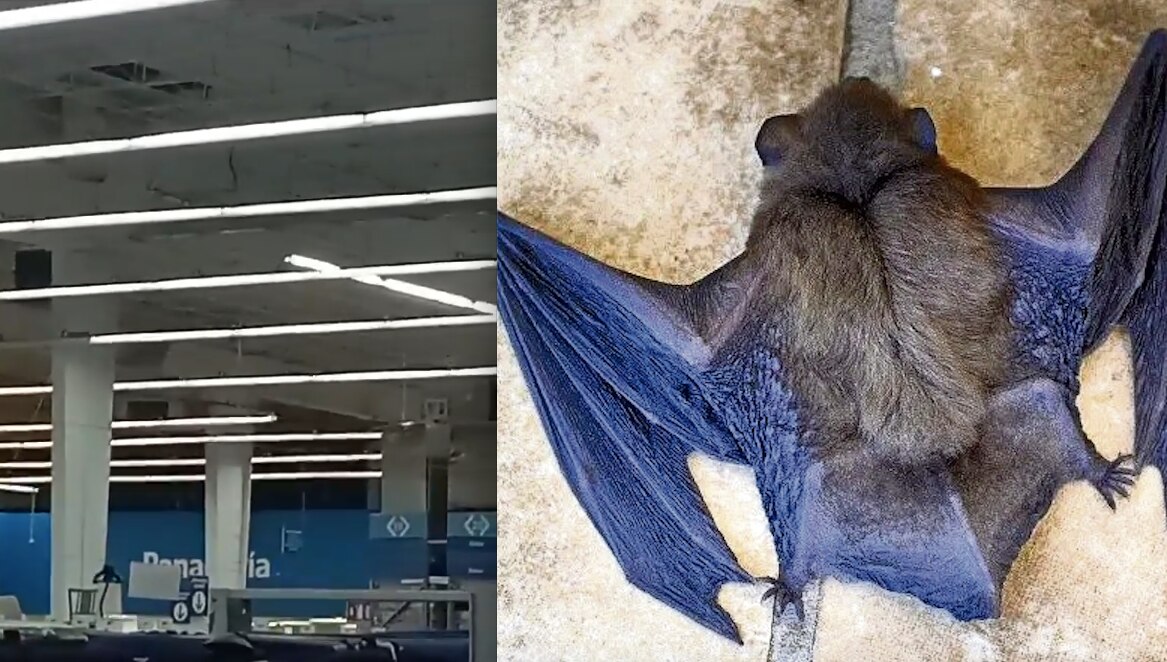 Foto: Redes sociales y archivo