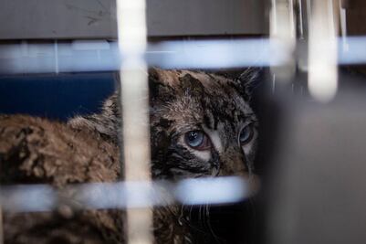 Rescatan gato del dren Santa María Magdalena, en la capital queretana