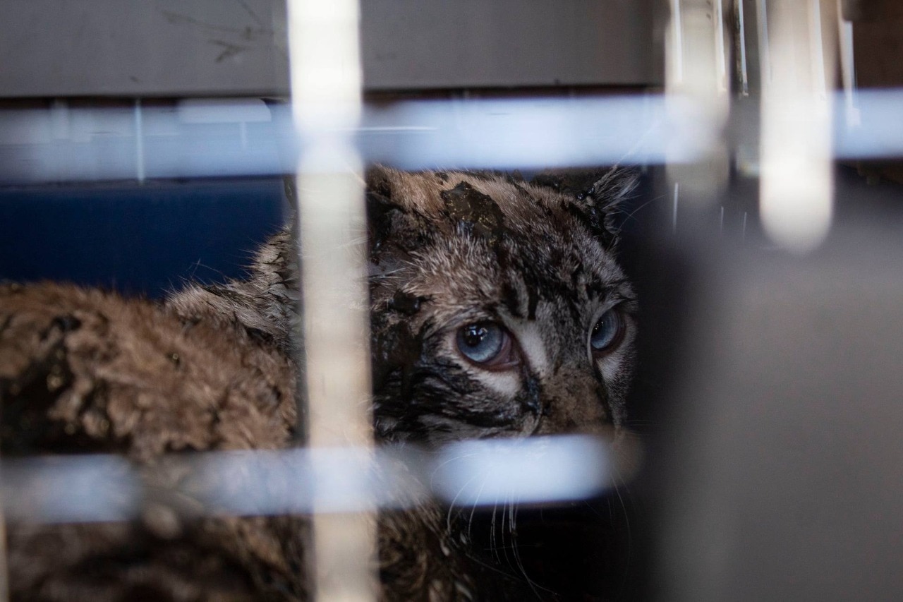 Rescatan gato del dren Santa María Magdalena, en la capital queretana