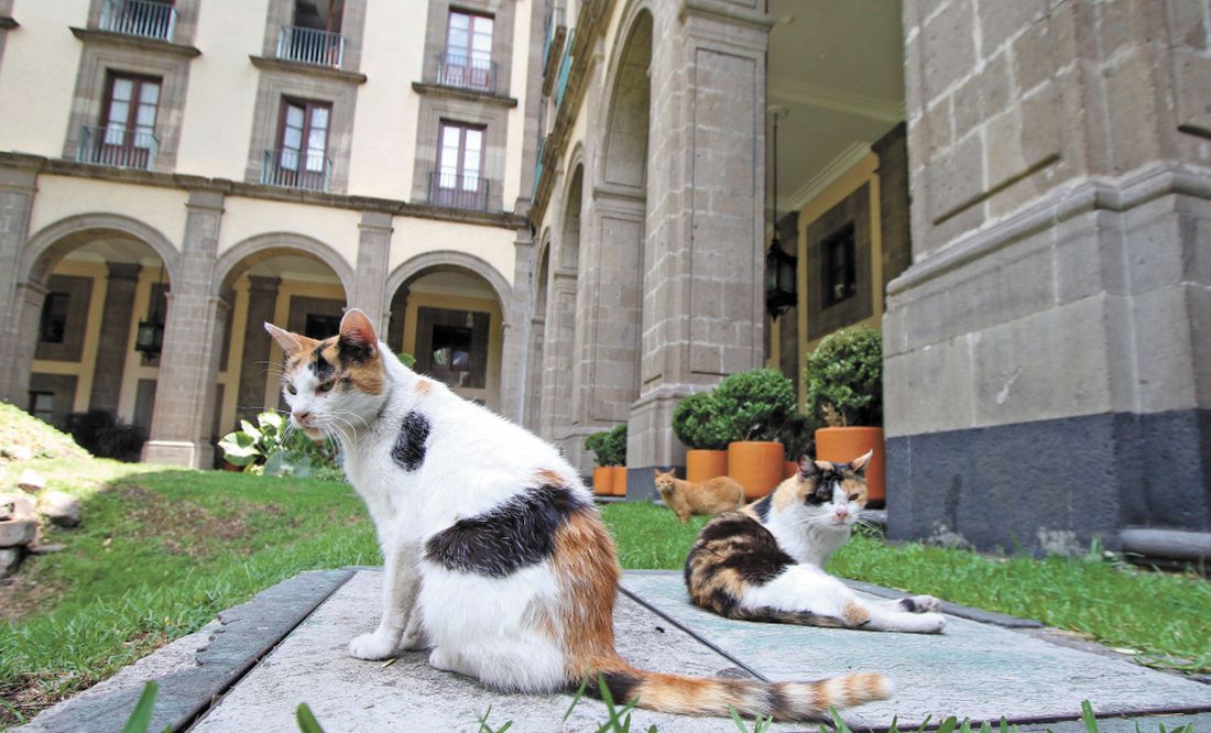 Don Zeus y su pandilla, los michis amos y señores de Palacio Nacional