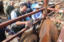 Gaspar Trueba acude a la Jornada de Vacunación de Ganado Bovino en El Zamorano 