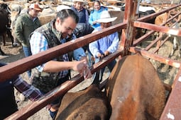 Gaspar Trueba acude a la Jornada de Vacunación de Ganado Bovino en El Zamorano 